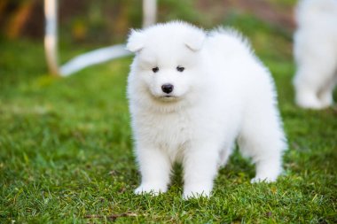 Yeşil çimlerin üzerinde Komik Samoyed köpek yavrusu