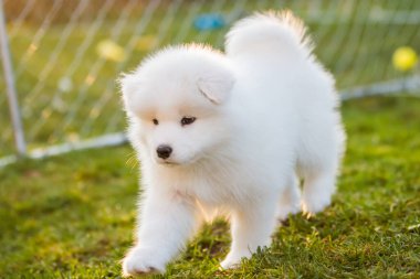 Sevimli Samoyed köpek yavrusu çimlerde koşuyor