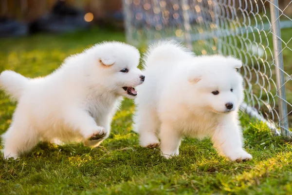 Śmieszne puszyste białe Samoyed szczeniaki grają — Zdjęcie stockowe