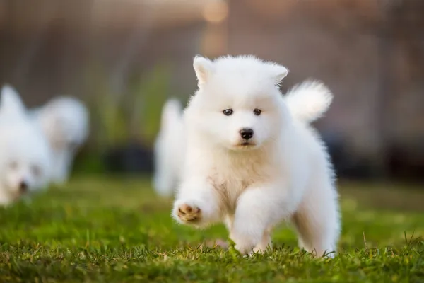 Adorable samoyed puppy running on the lawn — Stock Photo, Image