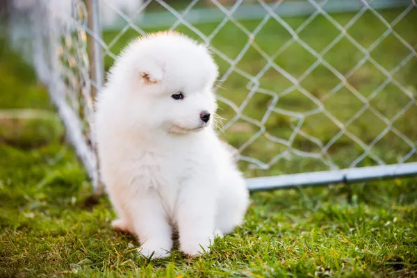 Grappig Samoyed puppy op het groene gras — Stockfoto