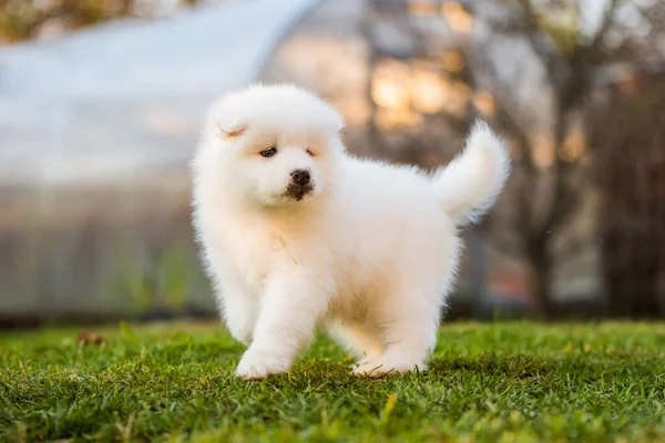 面白いですsamoyed子犬上の緑の草 — ストック写真