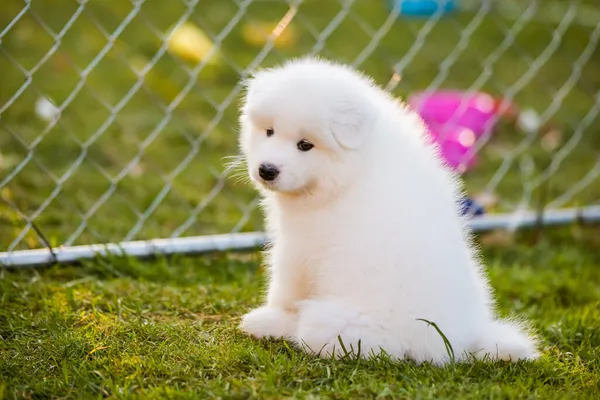 Filhote de cachorro Samoyed engraçado na grama verde — Fotografia de Stock