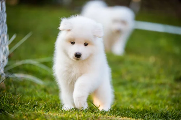 Śmieszne Samoyed szczeniak na zielonej trawie — Zdjęcie stockowe