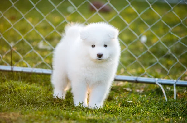 Cachorro divertido Samoyed en la hierba verde —  Fotos de Stock