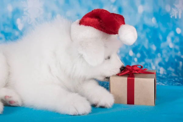 Kırmızı Noel Baba şapkalı beyaz komik Samoyed yavru köpek. — Stok fotoğraf
