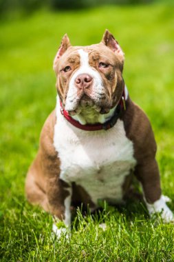 Çikolata rengi Amerikan zorba köpek yavrusu yeşil çimlerde