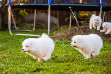 Komik tüylü beyaz Samoyed köpekleri oynuyor