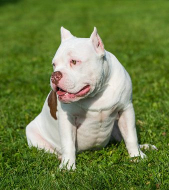 Amerikan zorba köpek yavrusu yeşil çimlerde oturuyor.