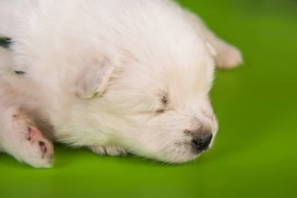 녹색 배경에 있는 흰 작은 사모 예새 강아지 — 스톡 사진