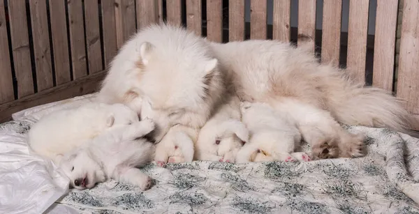 Samoyed dog mother with puppies. Puppies suckling mother — Stock Photo, Image