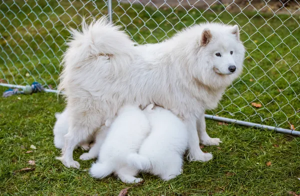 Samoyedo perro madre con cachorros. Cachorros mamando madre — Foto de Stock
