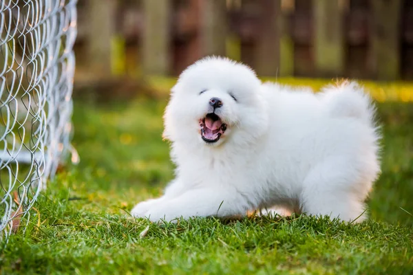 Schattige Samoyed puppy loopt op het gazon — Stockfoto