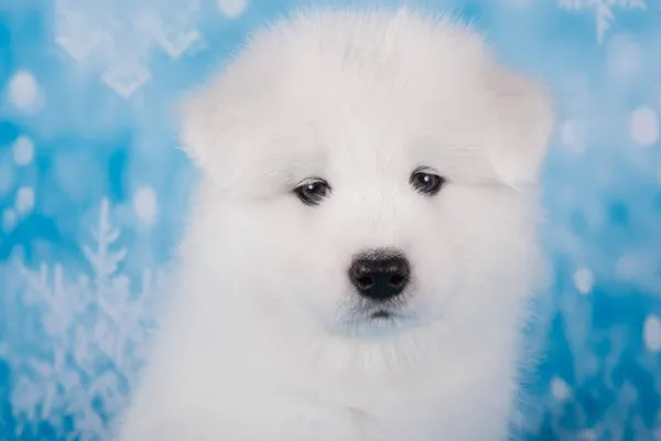 Blanco esponjoso pequeño cachorro Samoyed perro hocico de cerca —  Fotos de Stock