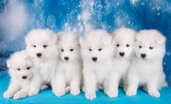 Blanc six petits chiots gonflés Samoyed chiens sont assis sur la couverture bleue — Photo