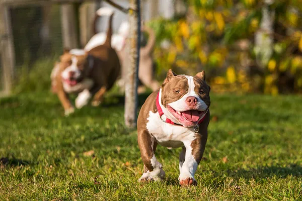 Couleur chocolat mâle American Bully chiot chien bouge — Photo