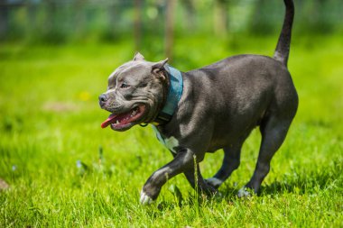 Mavi saçlı Amerikan Staffordshire Terrier köpeği hareket ediyor.