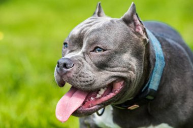 Mavi saçlı bayan Amerikalı zorba köpek kadın yakın plan portresi dışarıda.