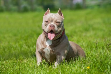 Amerikan kabadayı köpek yavrusu yeşil çimlerde oturuyor.