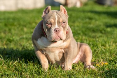 Çimenlerde oturan Amerikalı bir erkek kabadayı köpek yavrusu.