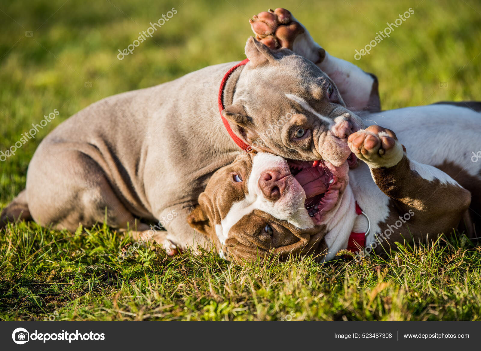 Two American Bully puppies dogs are playing — Stock Photo