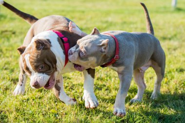 İki Amerikalı zorba köpek oynuyorlar.