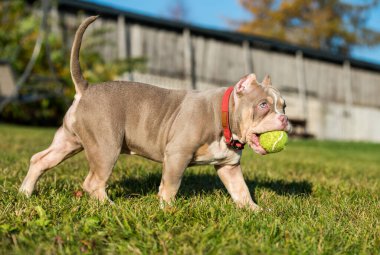 Amerikalı bir erkek kabadayı köpek çimlerin üzerinde tenis topuyla oynuyor.
