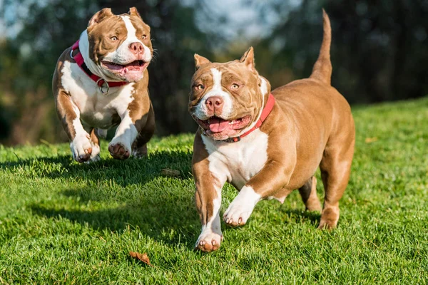 Dwa czekoladowy kolor American Bully psy są w ruchu — Zdjęcie stockowe