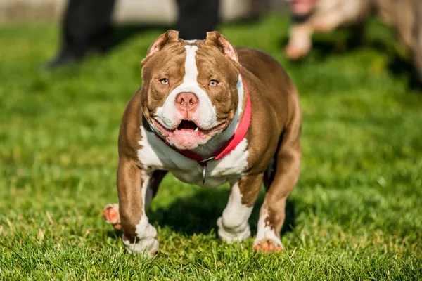 Chocolate color macho American Bully cachorro perro se está moviendo —  Fotos de Stock