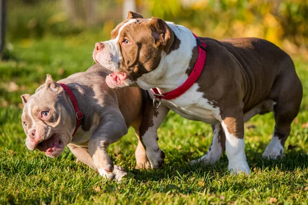 Dos American Bully cachorros perros están jugando — Foto de Stock