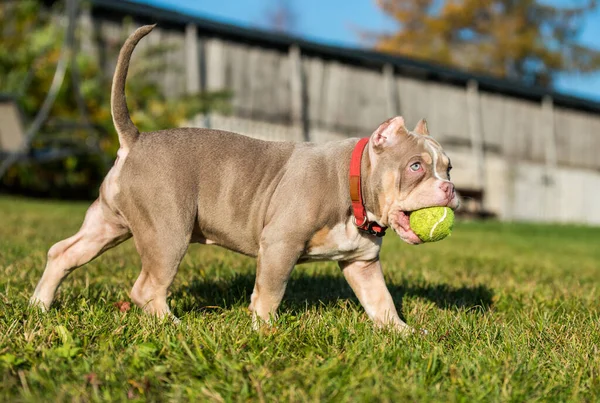 Amerikalı bir erkek kabadayı köpek çimlerin üzerinde tenis topuyla oynuyor.