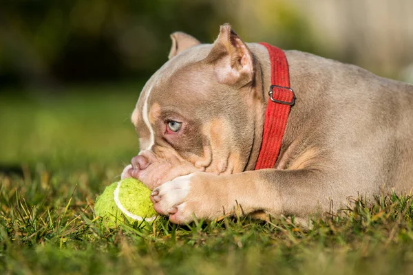 A pocket male American Bully puppy dog is playing with tennis ball on grass