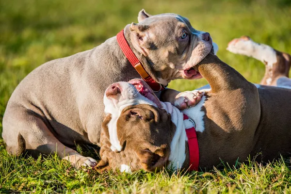 Dois cachorros Bully americanos cães estão jogando — Fotografia de Stock