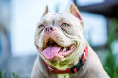 Leylak rengi Amerikan zorba köpek yavrusu yeşil çimlerde yatıyor.