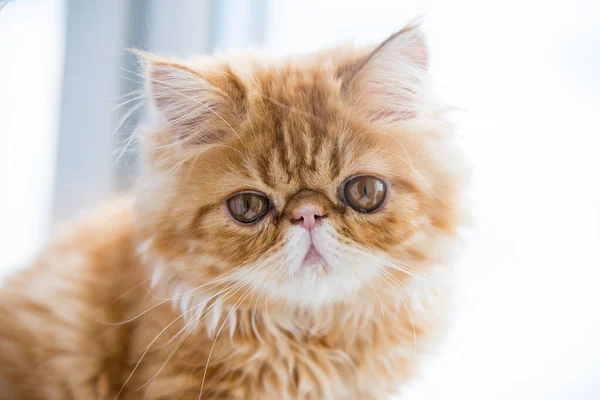 Beyaz pencere zemininde sevimli küçük kırmızı İran kedisi — Stok fotoğraf