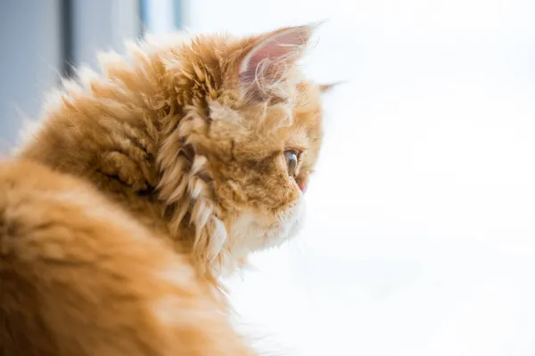 Krásné malé červené perské kotě na bílém pozadí okna — Stock fotografie