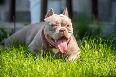 Leylak rengi Amerikan zorba köpek yavrusu yeşil çimlerde yatıyor.