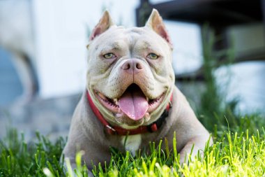 Leylak rengi Amerikan zorba köpek yavrusu yeşil çimlerde yatıyor.