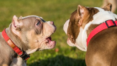 İki Amerikalı zorba köpek oynuyorlar.