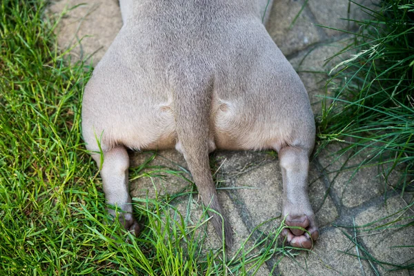 Psie łapki, wsteczny widok. Kolor liliowy American Bully szczeniak leżący na zielonej trawie — Zdjęcie stockowe