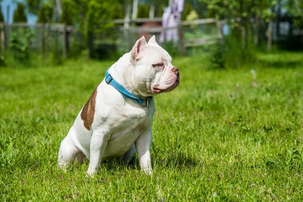 American Bully chien portrait masculin à l'extérieur — Photo