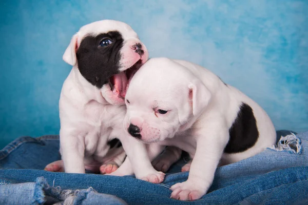 Twee grappige American Bullies puppies op blauwe jeans achtergrond — Stockfoto