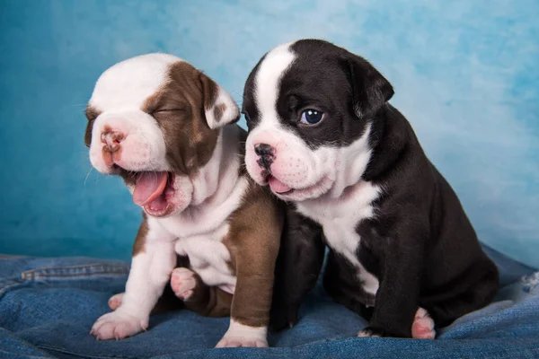 Two funny American Bullies puppies on blue background