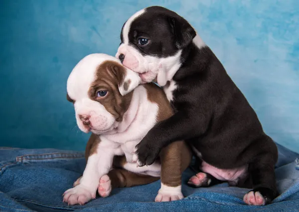 Two funny American Bullies puppies on blue background — Stock Photo, Image