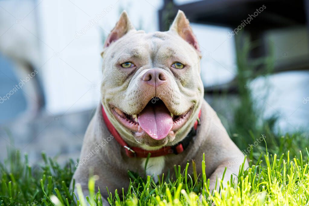 Lilac color American Bully puppy dog lying on green grass