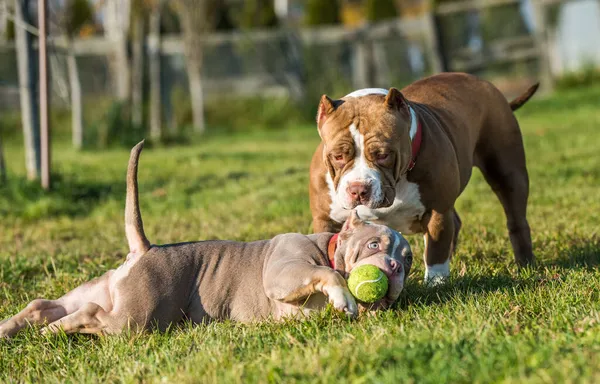 Dos American Bully cachorros perros están jugando — Foto de Stock