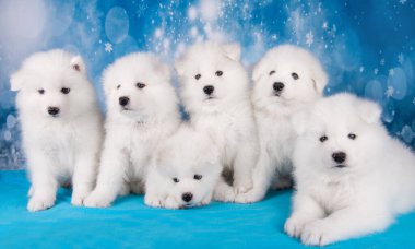 Beyaz altı pofuduk küçük Samoylu yavru köpek mavi battaniyenin üzerinde oturuyor.