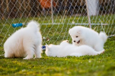Komik tüylü beyaz Samoyed köpekleri oynuyor