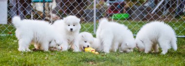 Komik tüylü beyaz Samoyed köpekleri oynuyor
