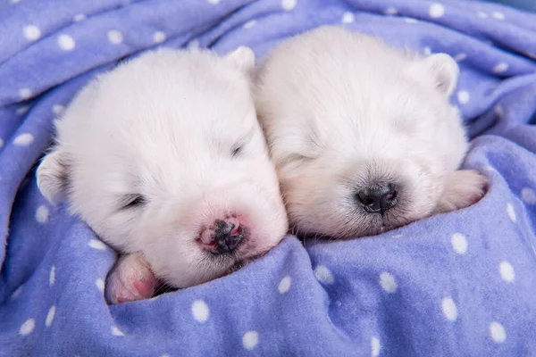 Dois pequenos cachorros brancos Samoyed cães de duas semanas de idade — Fotografia de Stock